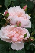 1. Garden roses